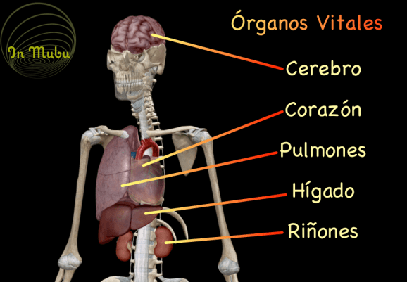 órganos-vitales